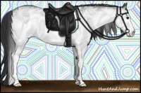 Horse Color:White Spotted Black Rabicano 