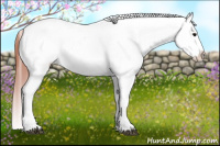 Horse Color:Brown Blanket Rabicano 