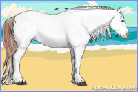 Horse Color:Bay Splash Appaloosa 