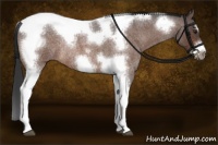 Horse Color:Brown Roan Splash Tobiano Frame Rabicano