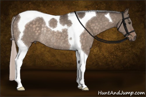 Horse Color:Silver Brown Dun Sabino Tobiano Rabicano 