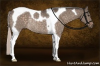 Horse Color:Silver Brown Dun Sabino Tobiano Rabicano