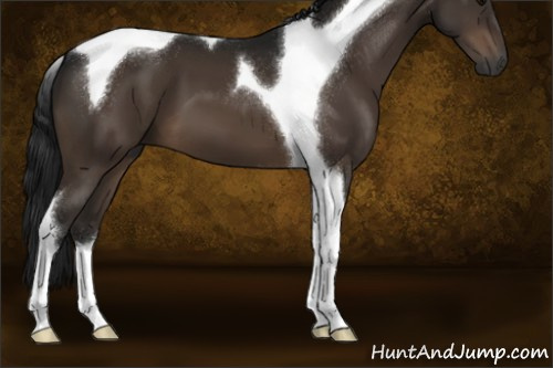 Horse Color:Gray Brown Tobiano