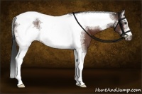 Horse Color:Bay Sabino Splash Tobiano Frame