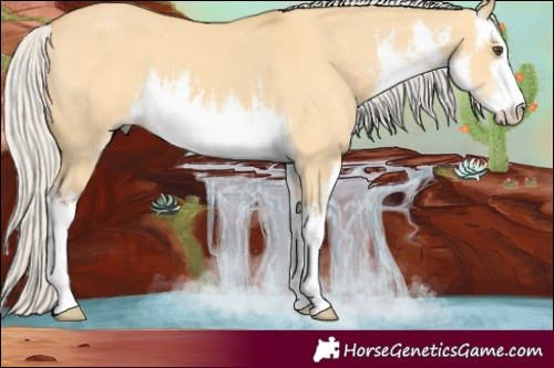 Horse Color:White Spotted Silver Buckskin Dun 