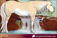 Horse Color:White Spotted Silver Buckskin Dun