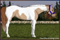 Horse Color:Red Dun Tobiano 