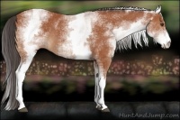 Horse Color:White Spotted Brown