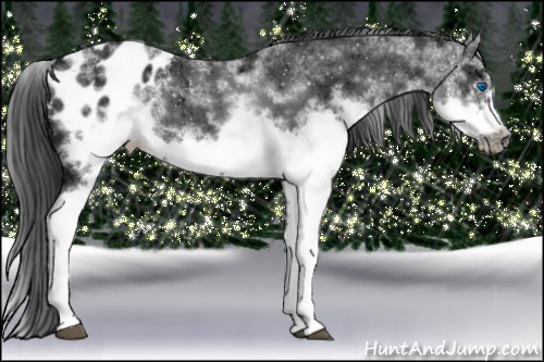 Horse Color:White Spotted Black Ice Splash Frame Appaloosa