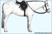 Horse Color:Brown Sabino Appaloosa 