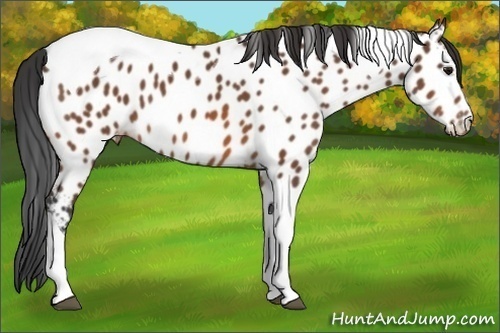 Horse Color:Bay Tobiano Appaloosa