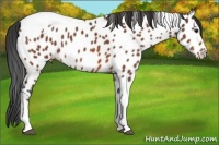 Horse Color:Bay Tobiano Appaloosa 