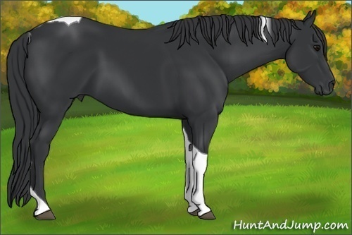 Horse Color:Black Tobiano 