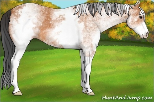 Horse Color:White Spotted Bay