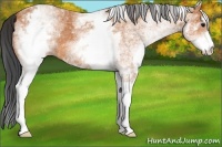 Horse Color:White Spotted Bay 