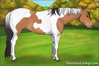 Horse Color:Bay Tobiano 