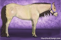 Horse Color:Amber Champagne 
