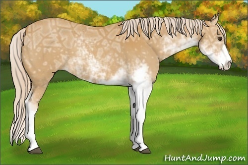Horse Color:Palomino Ice Sabino