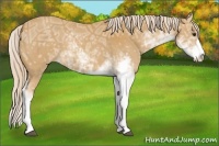 Horse Color:Palomino Ice Sabino