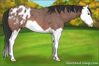 Horse Color:Bay Roan Splash Appaloosa 