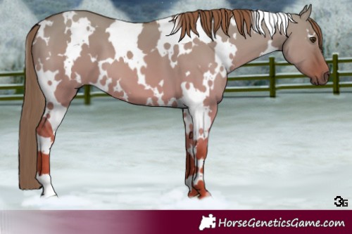 Horse Color:White Spotted Red Dun 