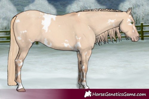 Horse Color:White Spotted Gold Champagne Dun 