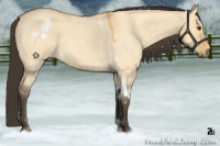 Horse Color:White Spotted Buckskin Roan Dun