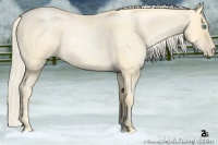 Horse Color:Palomino Roan Pearl 
