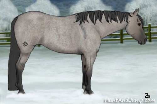 Horse Color:Grullo Roan
