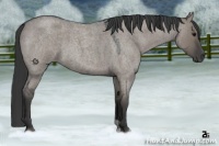 Horse Color:Grullo Roan 