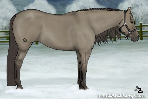 Horse Color:Smoky Grullo Roan 