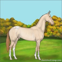 Horse Color:Gold Champagne Dun Appaloosa Rabicano 