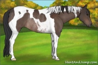 Horse Color:Brown Tobiano Rabicano 