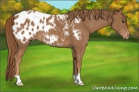 Horse Color:Chestnut Appaloosa 