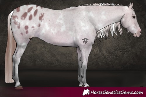 Horse Color:White Spotted Bay Dun Appaloosa 