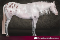 Horse Color:White Spotted Bay Dun Appaloosa 