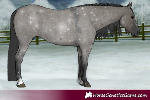 Horse Color:Grullo Roan 