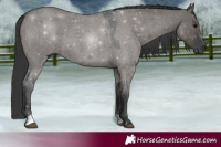 Horse Color:Grullo Roan 