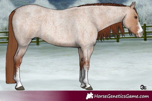 Horse Color:White Spotted Red Dun Roan 