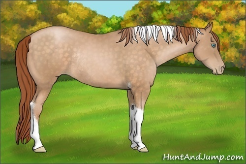 Horse Color:Buckskin Pearl Tobiano Rabicano 