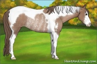 Horse Color:Black Pearl Sabino Tobiano Rabicano 