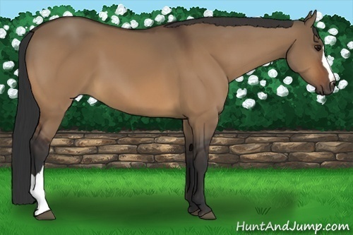 Horse Color:Bay Dun