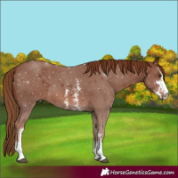 Horse Color:Chestnut Sabino