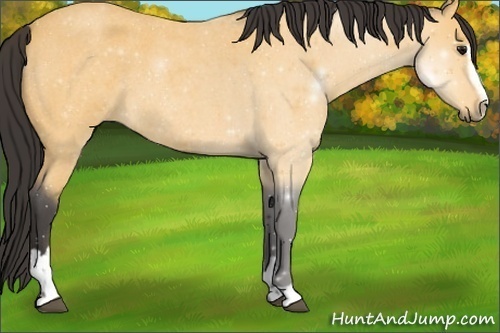 Horse Color:Buckskin Roan Sabino