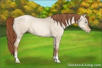 Horse Color:Buckskin Pearl Dun Sabino 