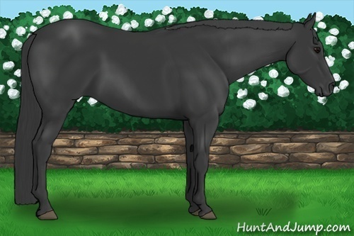 Horse Color:Black 