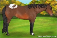 Horse Color:Bay Appaloosa 