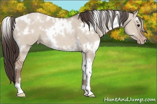 Horse Color:White Spotted Classic Champagne Dun 