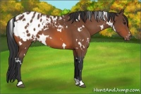 Horse Color:White Spotted Bay Appaloosa
