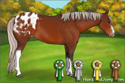 Horse Color:Silver Bay Appaloosa